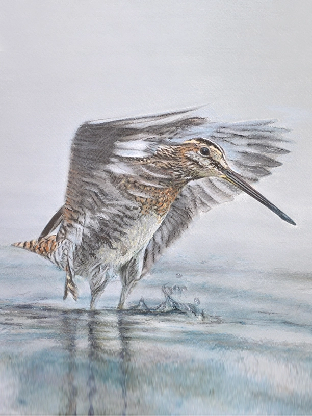 Peinture  d'une bécassine des marais battant des ailes