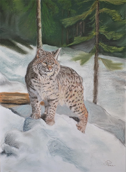 Dessin d'un lynx d'Eurasie dans la neige aux abords d'une forêt.