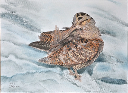 Peinture d'une bécasse des bois se lissant les plumes sur la neige