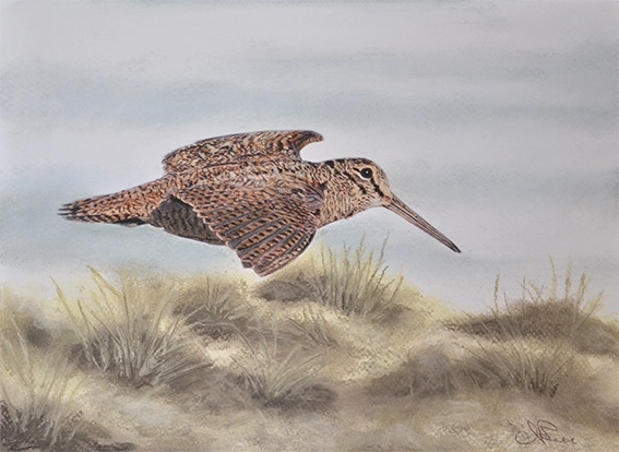 Peinture représentant un oiseau, une bécasse des bois en vol