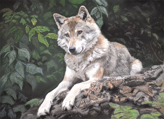 Dessin animalier d'un loup gris couché près d'une forêt