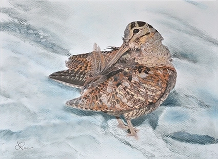 Peinture d'une bécasse des bois se lissant les plumes sur la neige