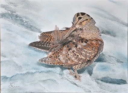 Peinture d'une bécasse des bois se lissant les plumes sur la neige